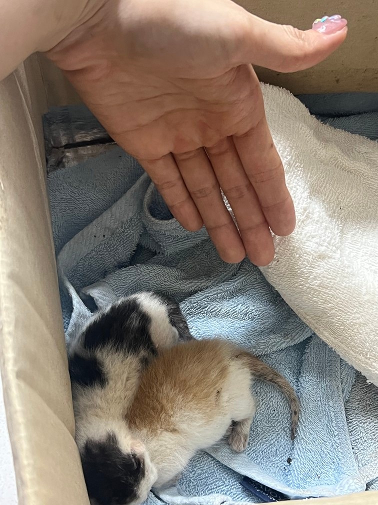 안녕하세요.
제가 엊그제  눈도 못뜨고탯줄도 아직 갖고 있는 유기묘를 보호하고ㅜ있어요.
저희집은 다견 가정이라서
고양이는 입양이 엄두가 안나서요.

아깽이 입양해주실 보호자분 없을까요?
부탁드립니다.