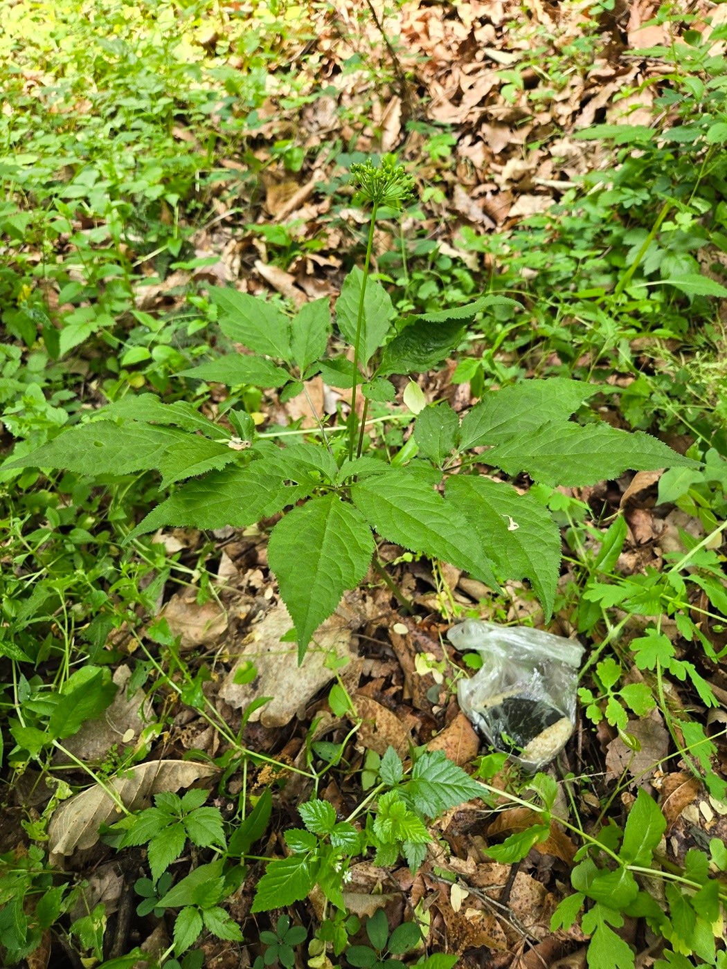 산약초 산행입니다.