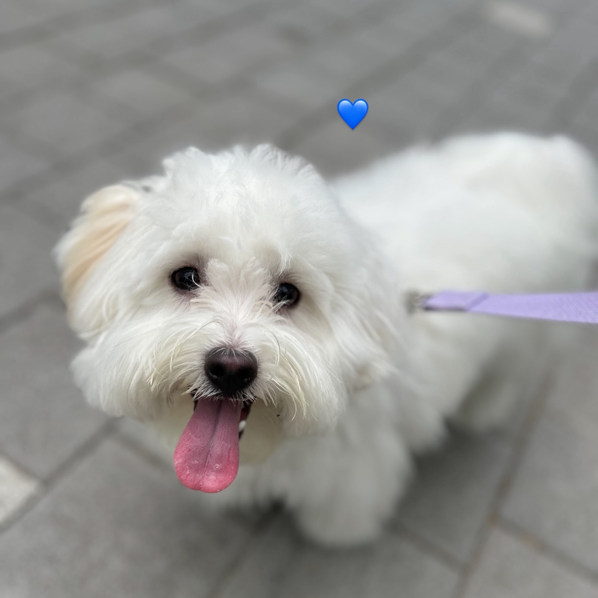 안녕하세여  ⋆◡̎⋆ 
10개월 꼬똥이 라떼입니다 ꕀ 
꼬똥은 사랑이쥬 ꕀ 모임두 하구 그러면 좋겠어요 ! 
잘부탁드려용 ㅎ