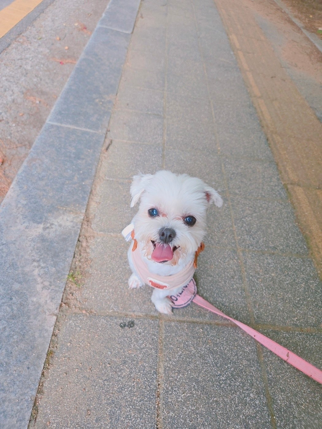 안녕하세요~~^^
팽성 안정리에 살고 있고 10살 말티즈 키우고 있는 
다롱이 작은언니입니당!
잘부탁드립니다^^
참고로 저희 언니가 팽성 안정리에서
애견용품도 팔고 미용도 하고 있습니당~~^^
가게이름은 스마일멍멍 입니다.
구경하러오세요☺