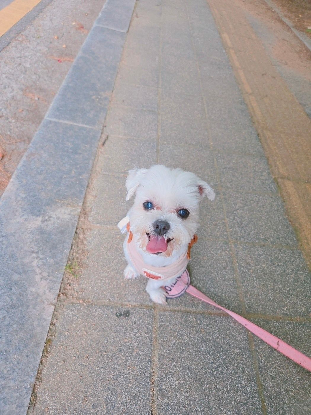 평택소형견 친구 만들기방 앨범 사진