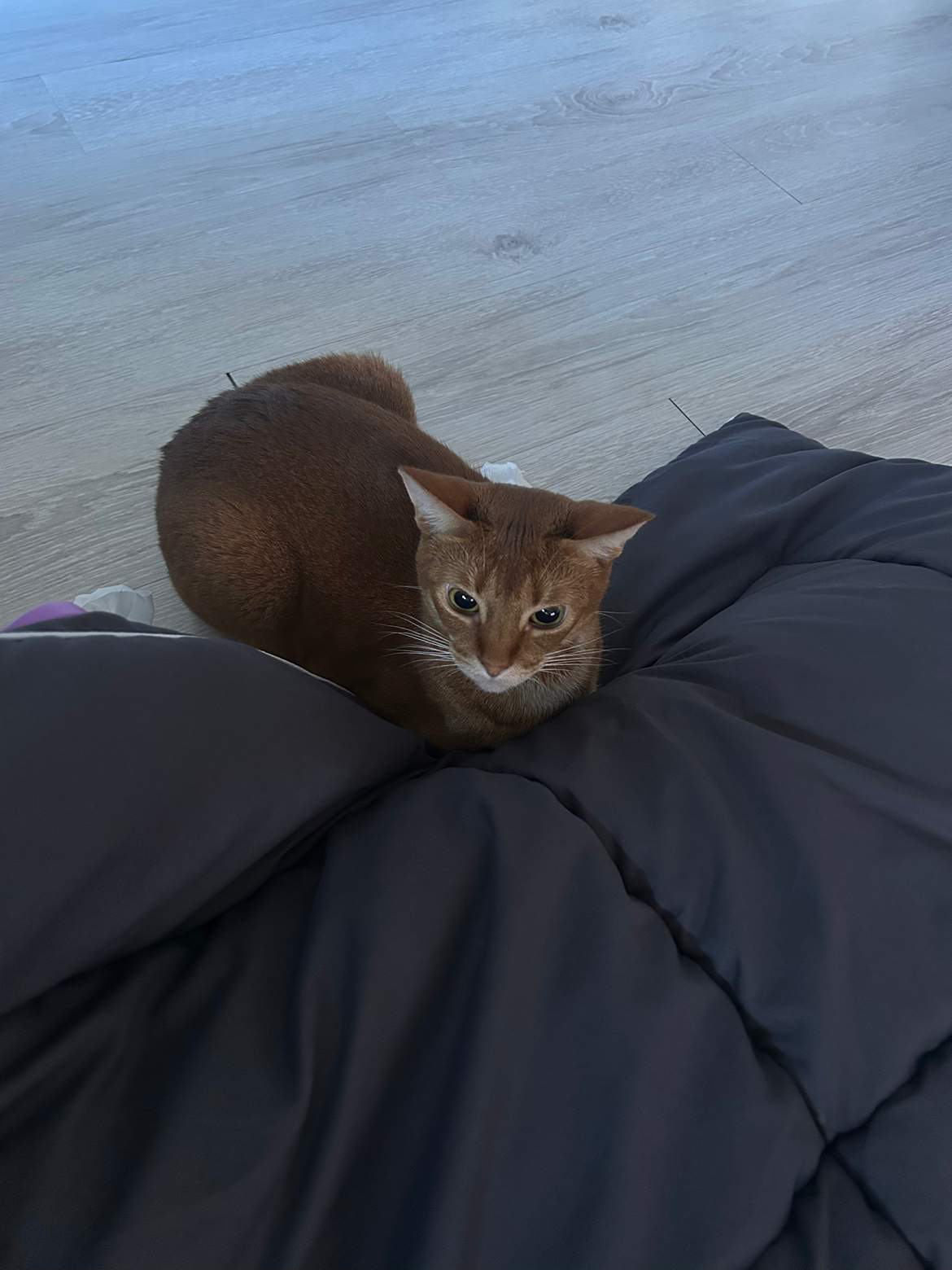 냥이들 더위 조심하세여🐱💛