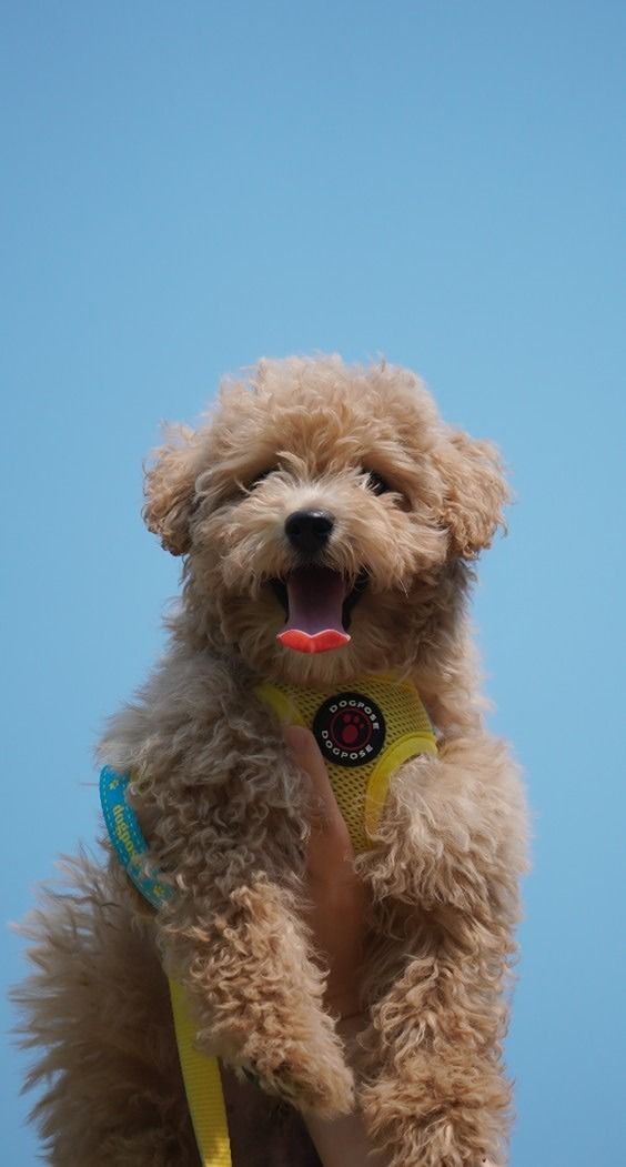 🐶 강아지 모임 앨범 사진