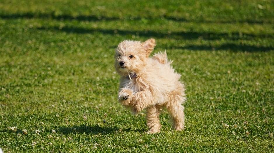 🐶 강아지 모임 앨범 사진