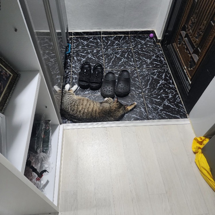 딩가는 사람이랑 여름나는게 처음이라 많이 힘든가 봐요 요즘 딩가가 너무 더워해서 그나마 시원한 저기에 있는데 냥이들 여름에 좋은 아이템이나 방법이 있나요? 방법을 알려주세요 ㅠㅠ