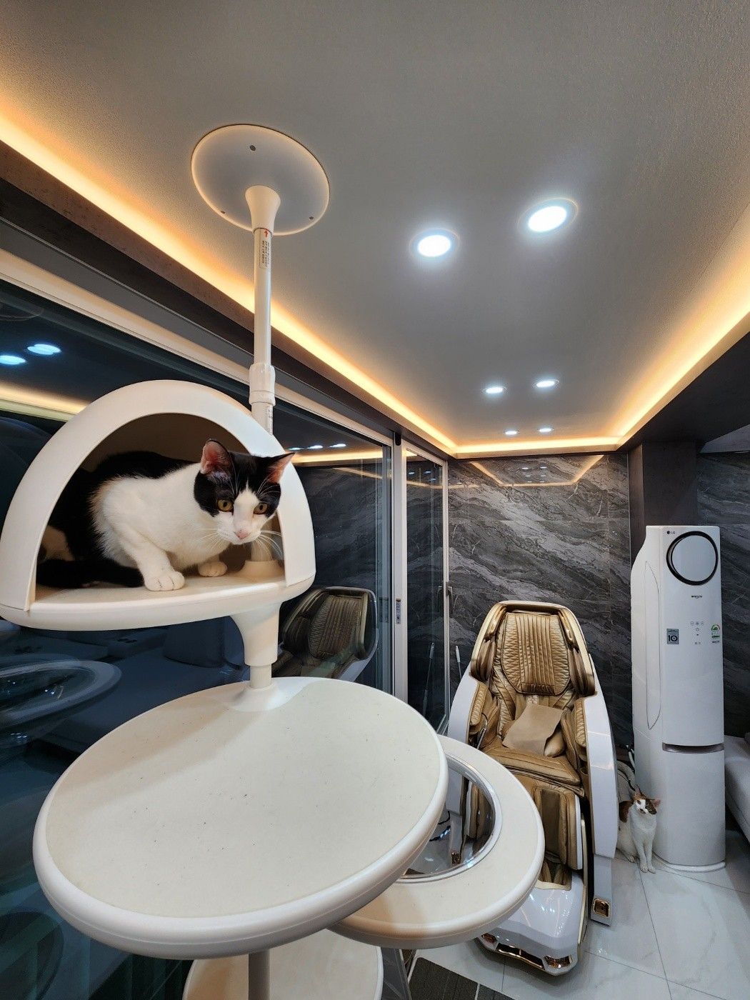 고양이 집사🐈 앨범 사진