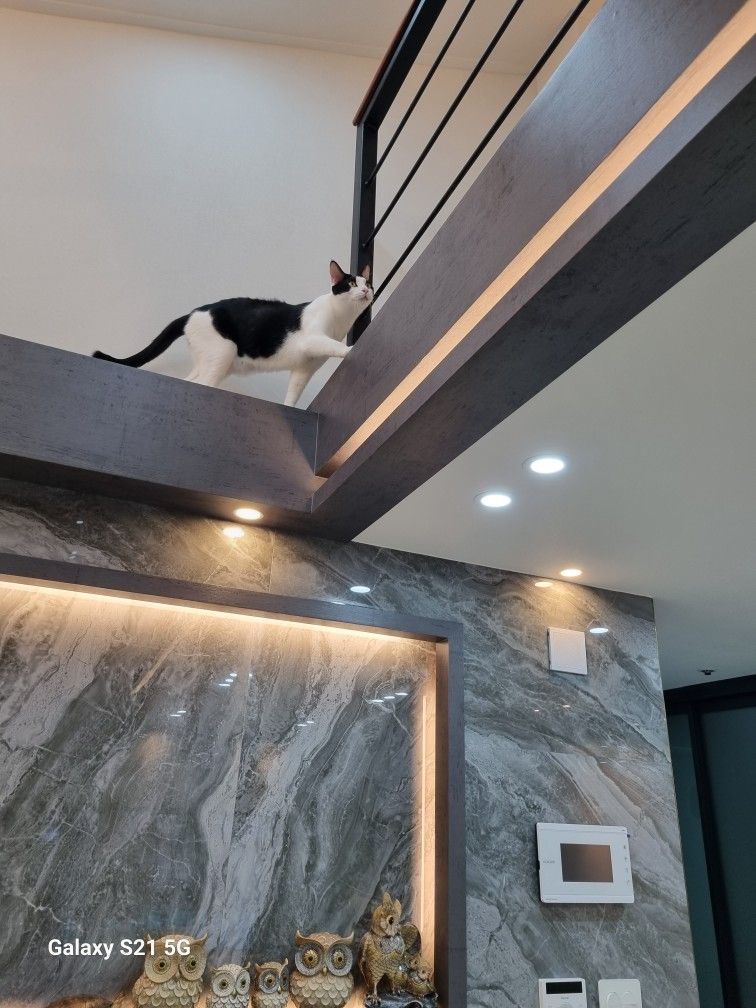 고양이 집사🐈 앨범 사진