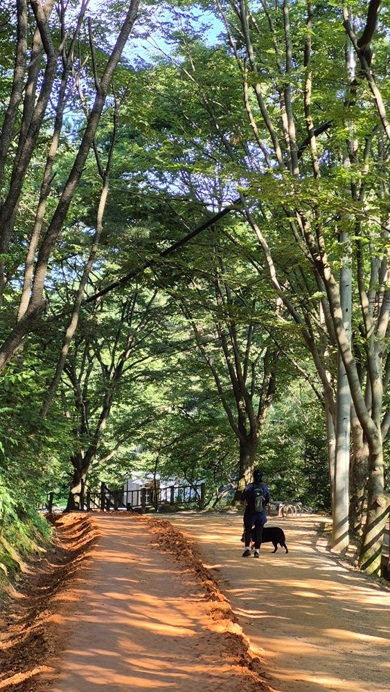 계족산 오라가면 시원합니다. 여름은산에서