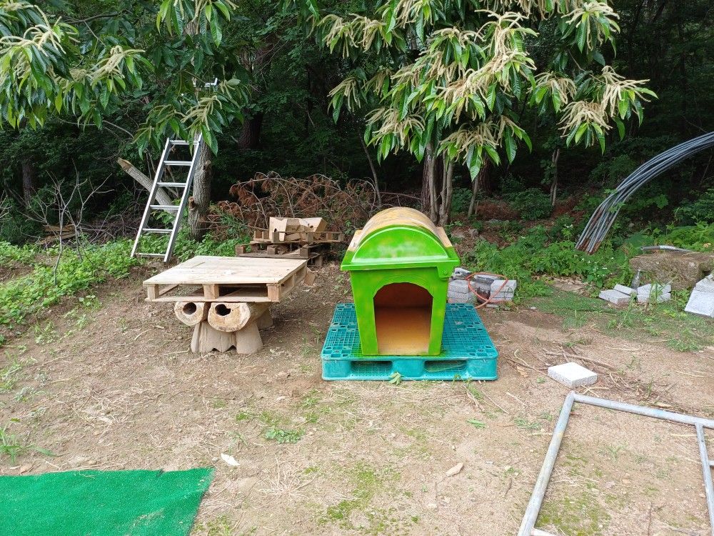 진돗개 진도믹스 모임 🐕🌻 앨범 사진
