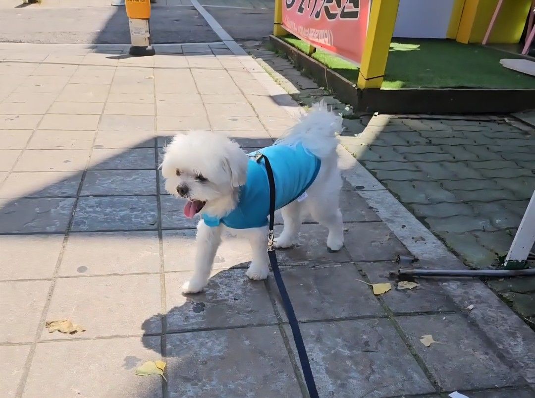 반려견  사랑 앨범 사진