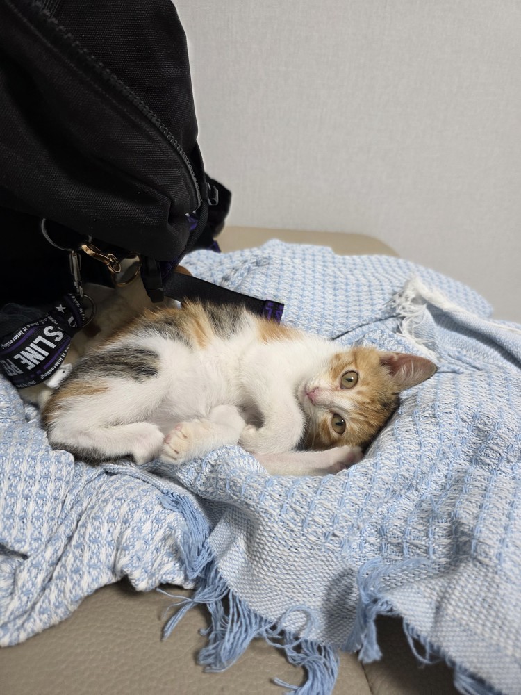 말괄량이 아기냥이 누룽지 인사드립니당😽❤️
어미냥이에게 버림받은 것 ��같아 고민끝에 데려왔어요😢
데려온 첫날부터 너무 얌전해서 놀랐답니다ㅎㅎ
호기심도 너무 많고 말괄량이지만 쑥쑥 잘 커주기를😍❤️

초보집사라서 모르는 게 많아용! 좋은 정보는 언제든 환영입니당!