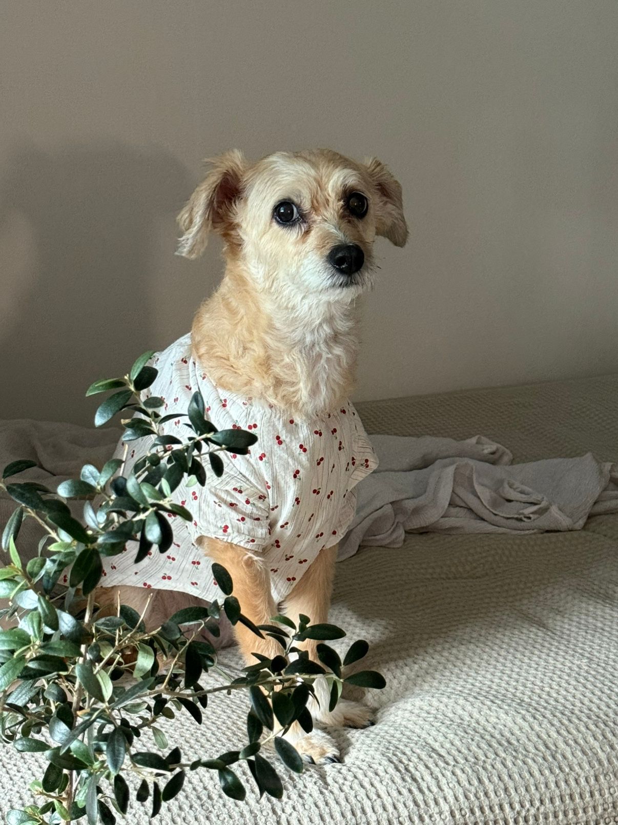 🐶 강아지 모임 앨범 사진