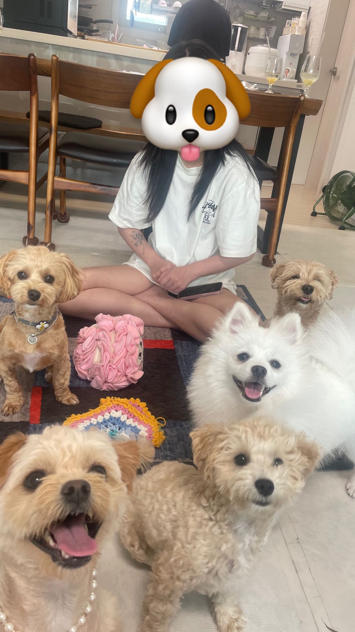 🤩눈부시개🤩빛나는 반려견❤️ 앨범 사진