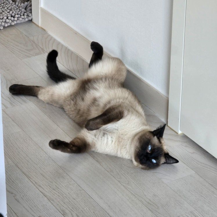 🤍고양이 집사 모임🤍 앨범 사진