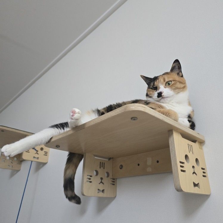 🤍고양이 집사 모임🤍 앨범 사진