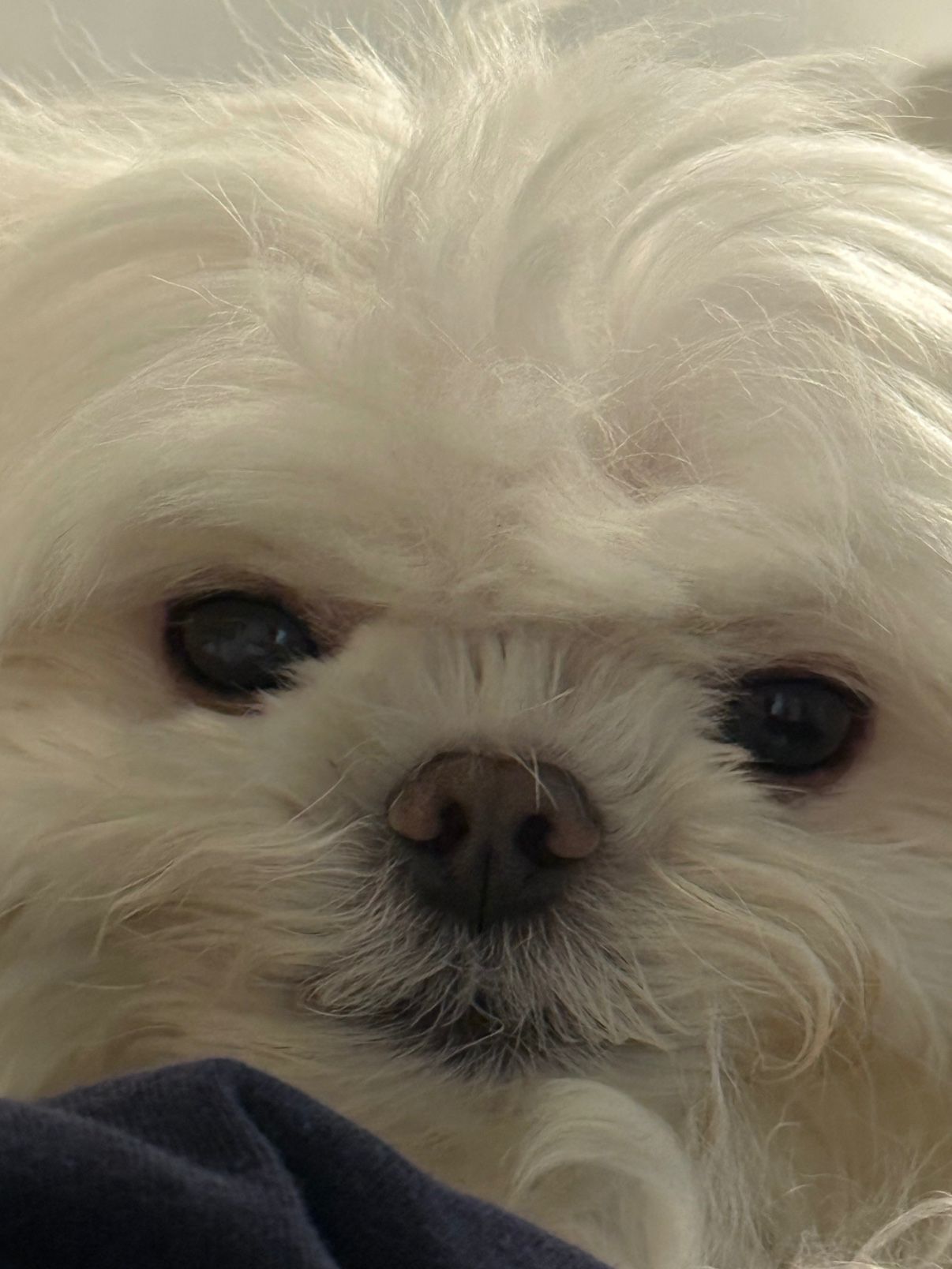 댕쪽이🐾친구만들기 앨범 사진