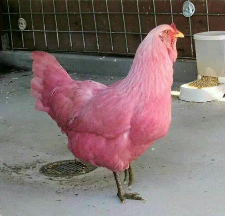 저희 모임 이름을 보고 런닝 크루인줄 알고 눌러보신 분이 있었네요 ㅋㅋㅋ 이름이 구린거같아서 바꿔볼라고 하는데 어떠신가요 ? 사진이 힌트입니다. 맞춰보시길..💞🐔