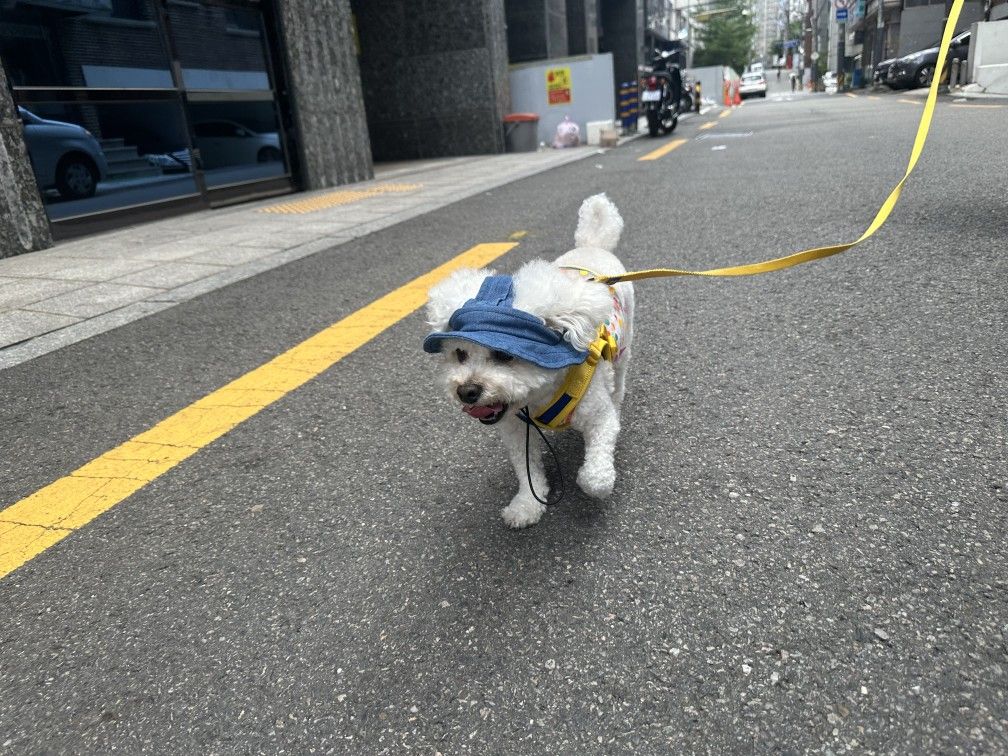 소심한 강아지와 견주 앨범 사진