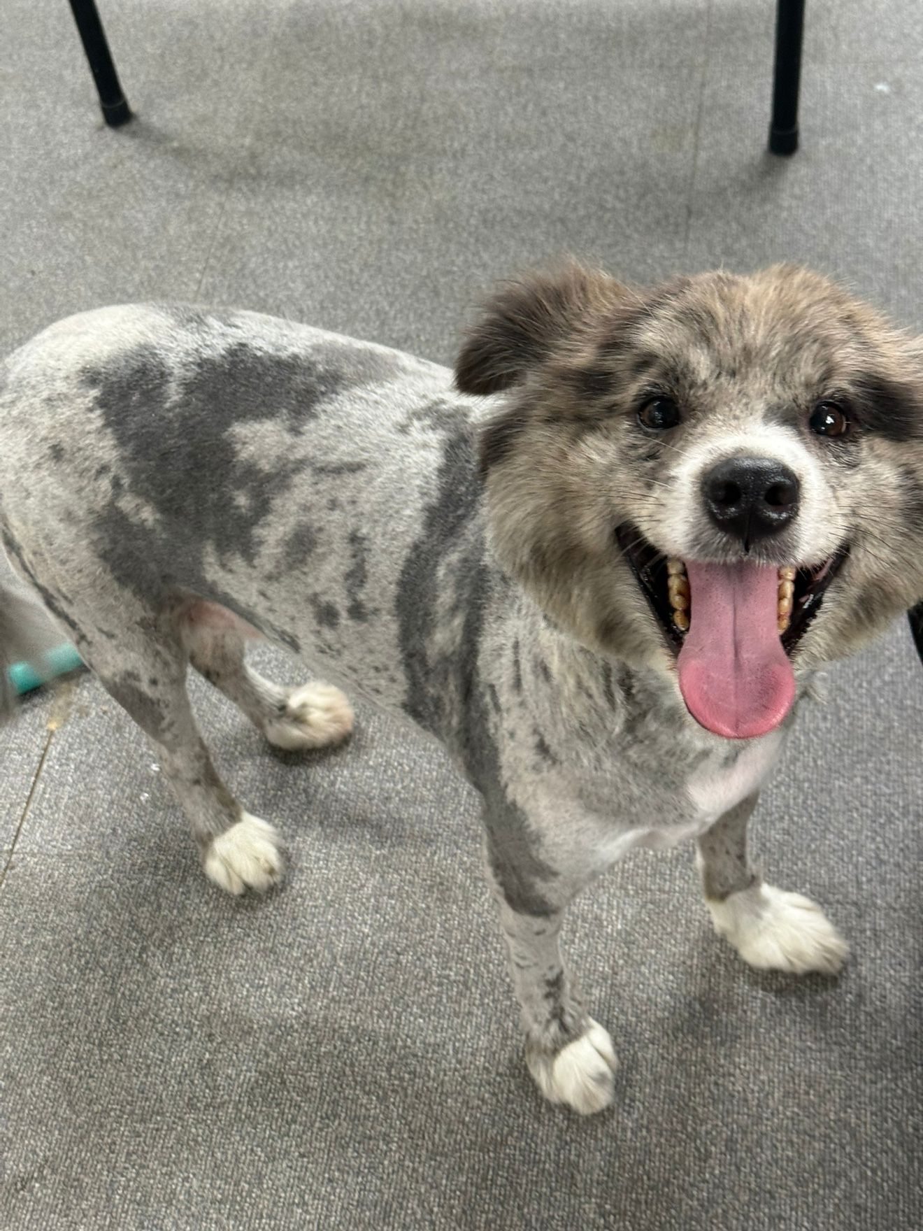 🐶동사세 유기견보호소 봉사팀🐶