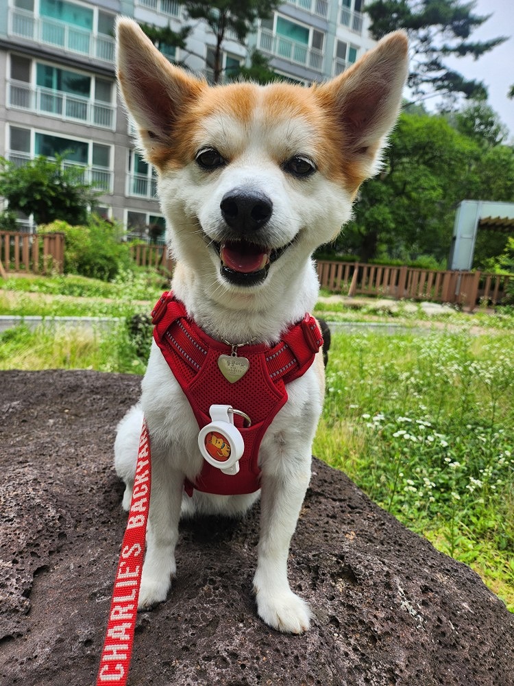 🌧와서 산책못하니 계국공신가요