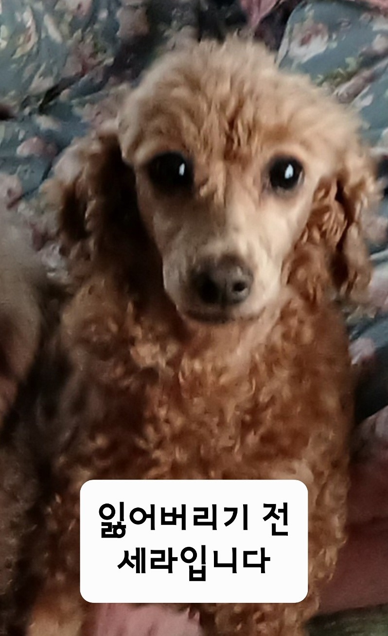 긴급] 죽림동 갈색 푸들 찾습니다