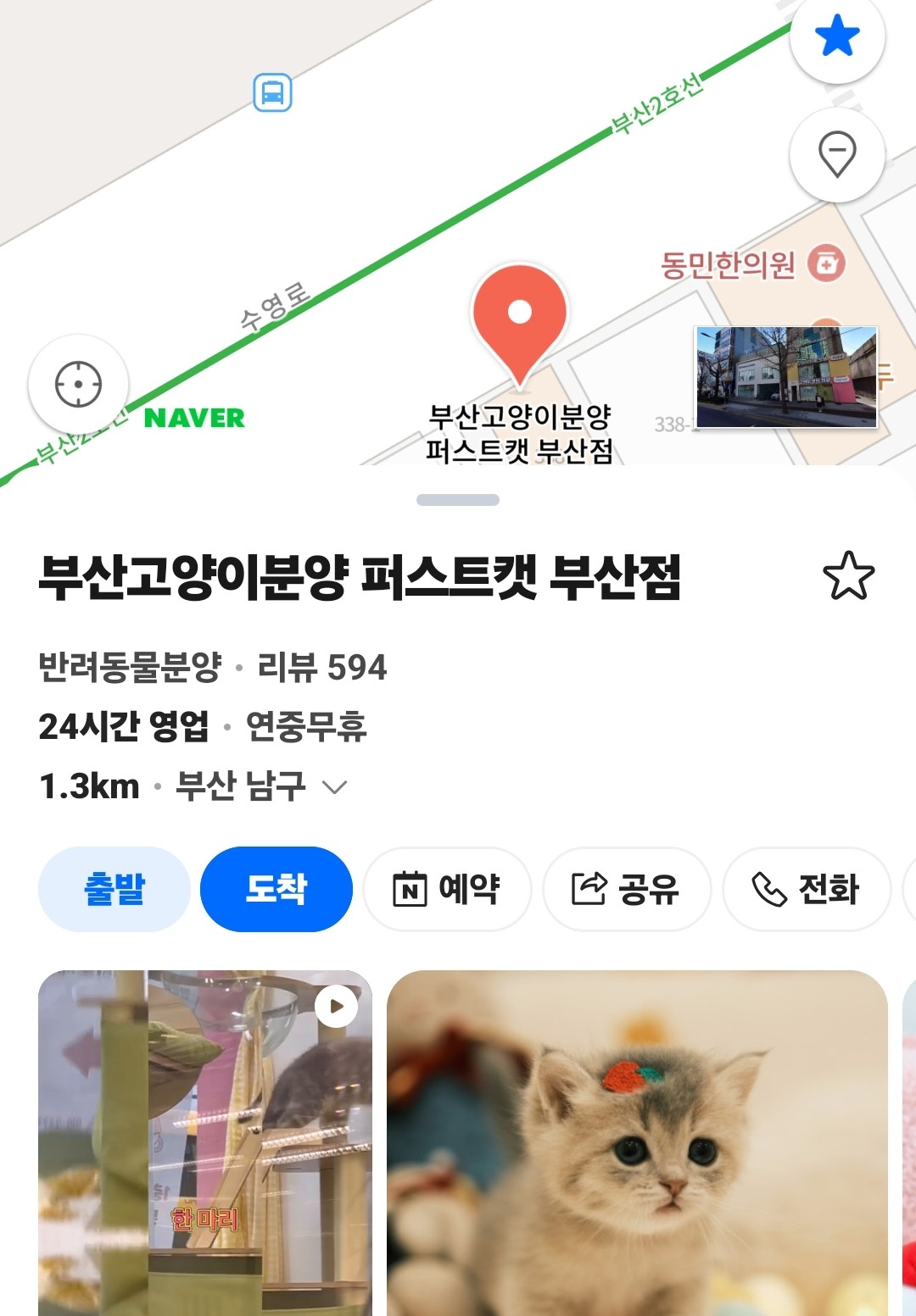 부산고양이분양 퍼스트캣 부산점