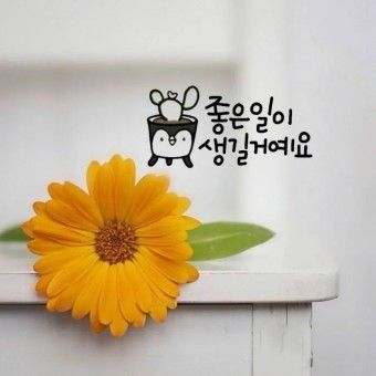  💏 정들린 💜  연애 🌷  앨범 사진