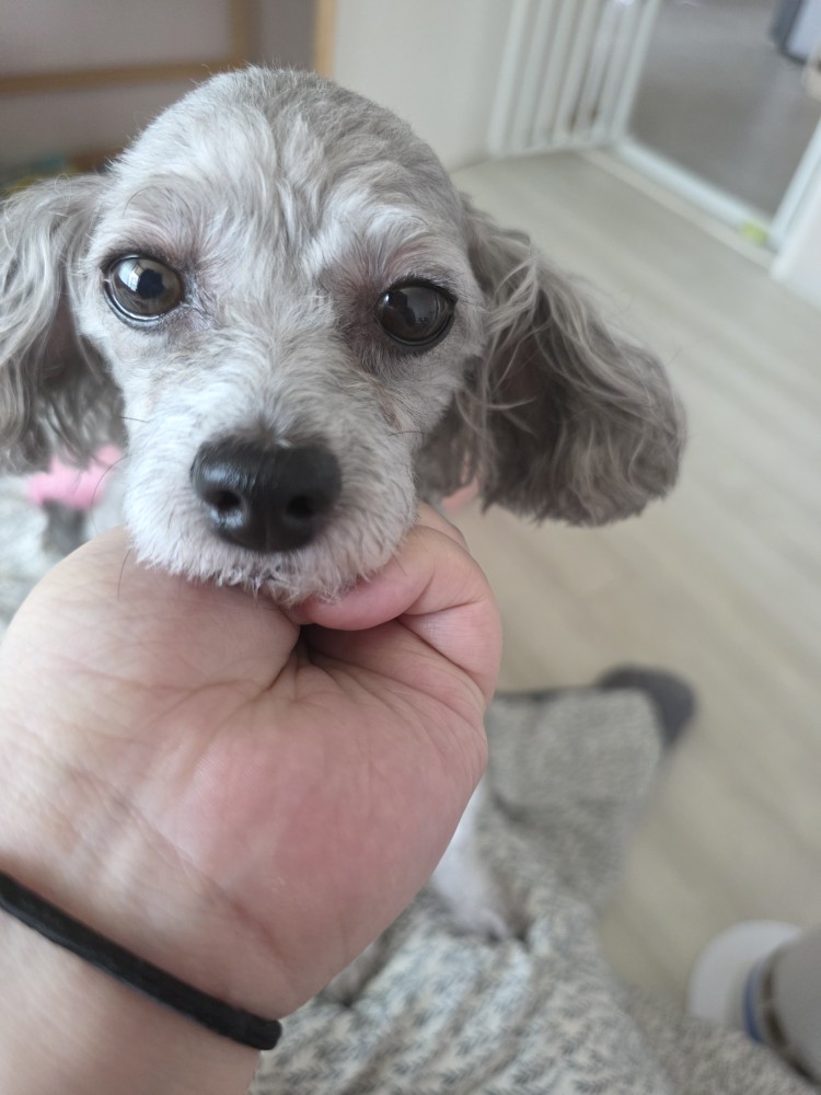 안녕하세요 좋지 않는 이야기로 찾아와서 죄송합니다.
제가 애기를 키울 여건이 안되서 파양 보낼려고 들어왔습니다 저희 츄츄는 8살이구요 정밀 저한테 둘도 없는 ��친구고 저한테 없으면 안될 존재이기도 합니다 
어쩌다 보니 파양을 보내야 되는 시기가 왔네요..정말 보내기 싫은데 눈물 머금고 보냅니다......이쁘게 키워주실분 연락 주세요 
이름:츄츄 
종:실버푸들 
중성화 했습미다