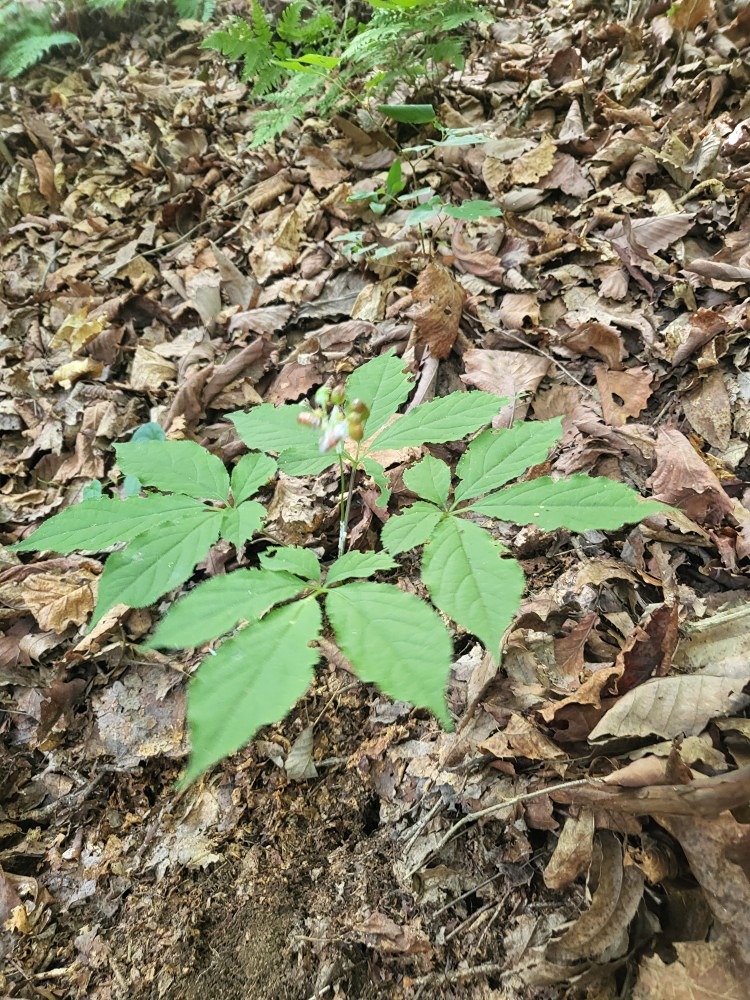 산약초 산행입니다.