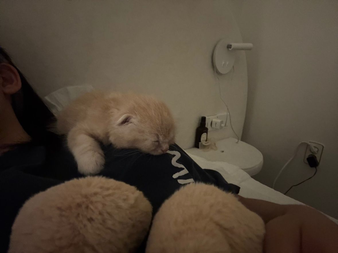 고양이 앨범 사진