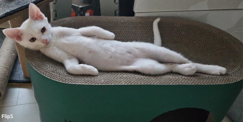 어미고양이와 4월말에 태어난 새끼고양이 4마리를 구조했어요.  그중 한마리는 선천적인 탈장으로 고양이별로 가고 나머지는 지금 씩씩하게? 잘 자라고 있어요. 집에 강아지 한마리가 있고 어미 고양이만 키우고자 하는데 새끼들 분양이 쉽지 않네요. 고양이 좋아하시거나 키우시는 분들중 입양 희망하시면 연락주세요.