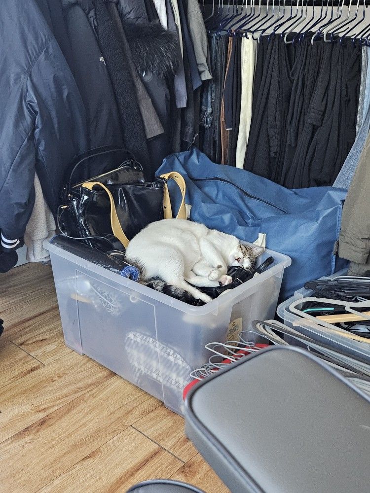 고양이 수다 게시판(반려묘, 길냥이 가능) 앨범 사진