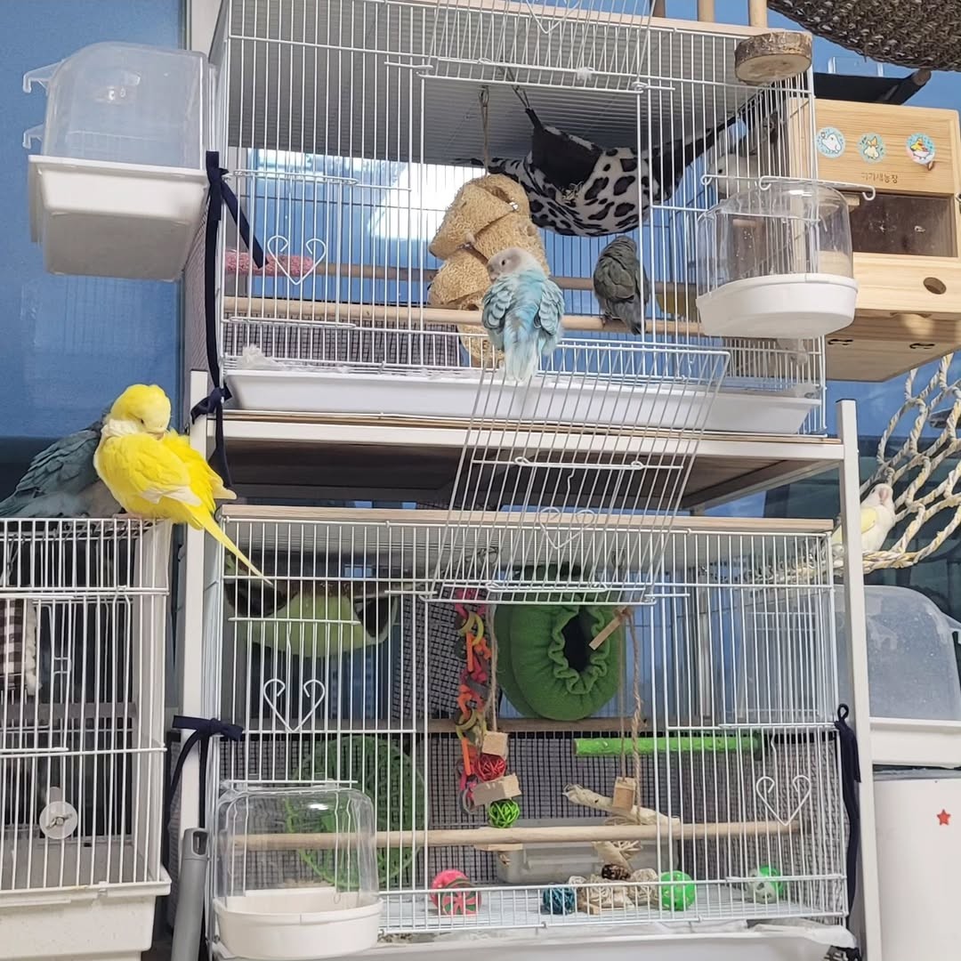 모라니 2쌍 퀘둥이 3마리키우고 있어요~