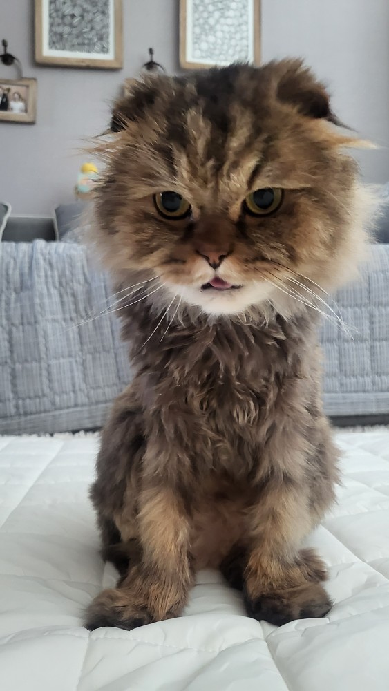 우리 집 고양이 조이에요. 네 살 된 페르시안좀이고 수컷입니다. 도울조 기쁠이. 기쁨을 도와준다는 뜻이있고 영어 조이로도 기쁘다는 뜻이 있어요.
