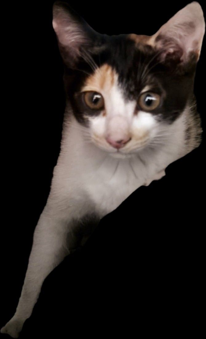 고양이 앨범 사진