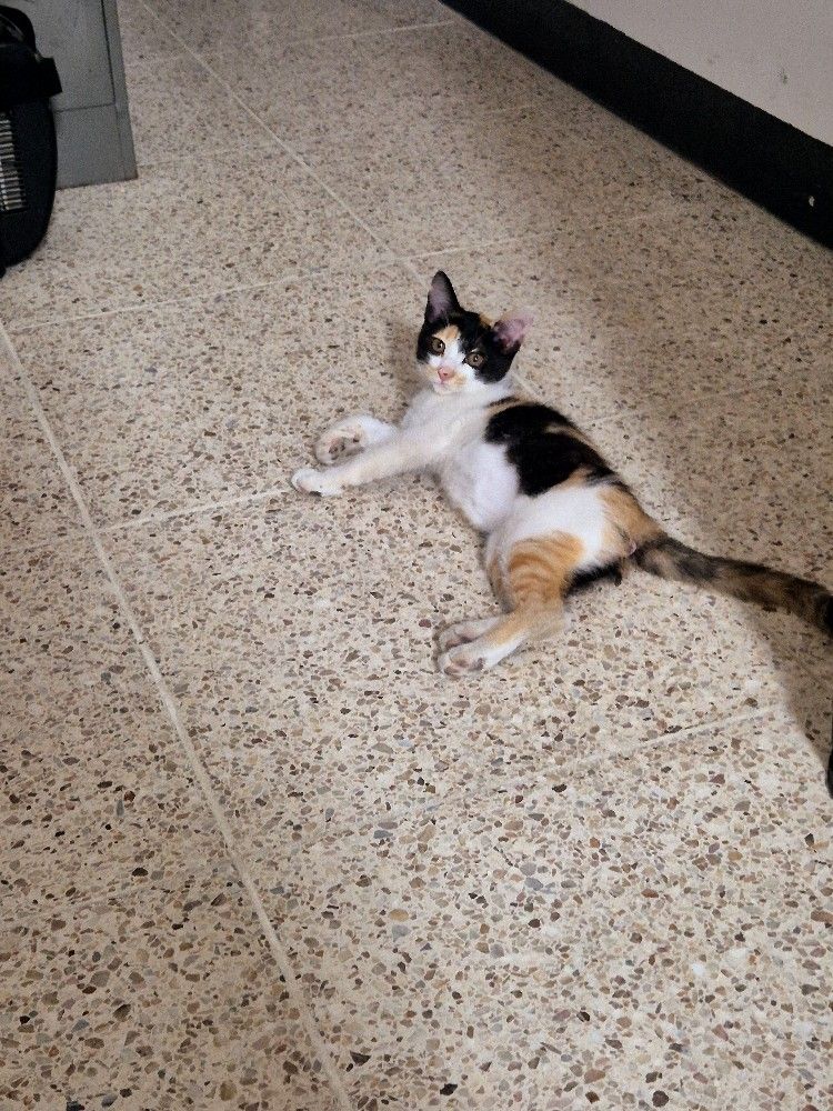고양이 앨범 사진