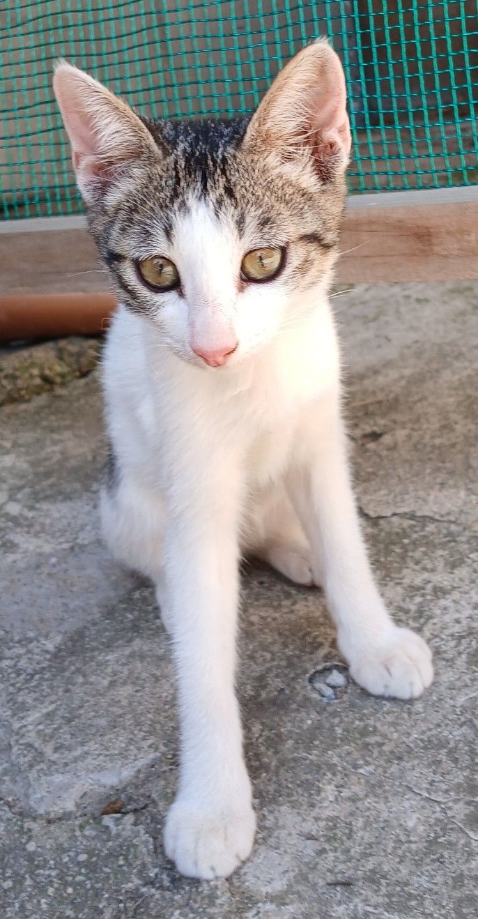고양이 앨범 사진