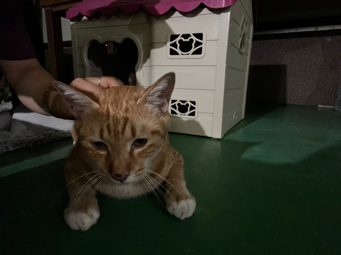 옹기짜장
