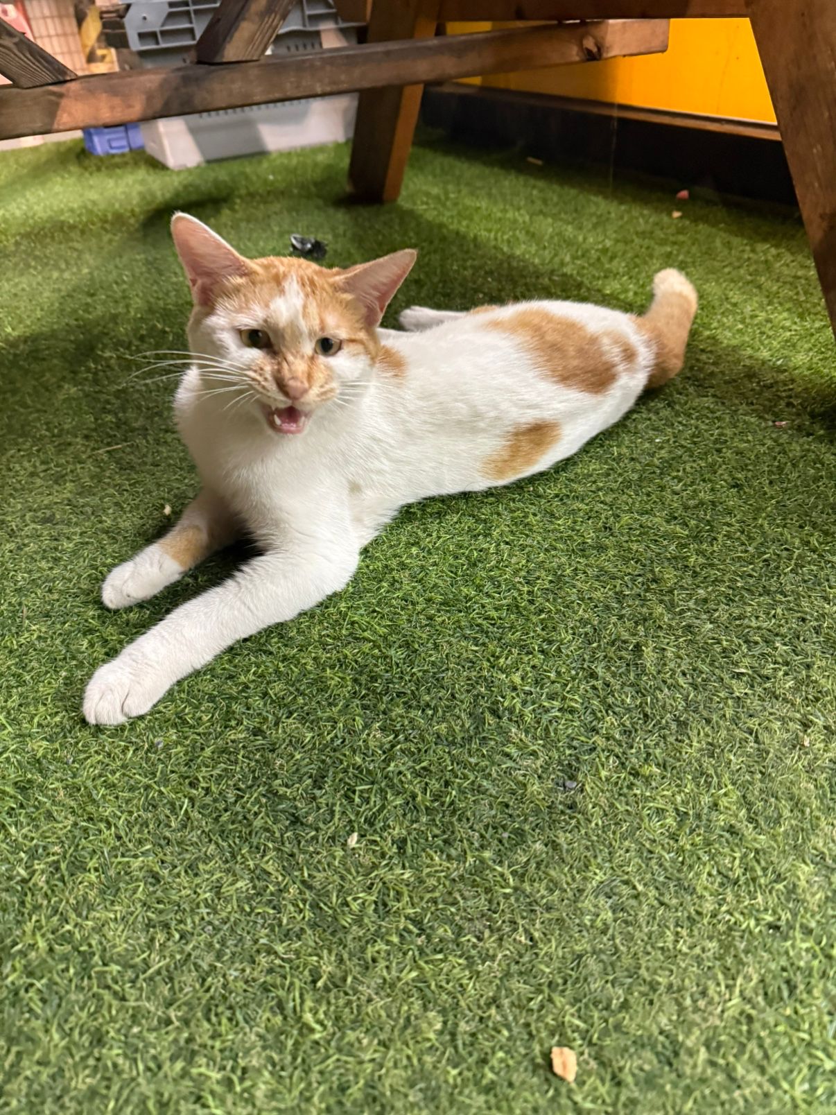 냥집사들😻 앨범 사진