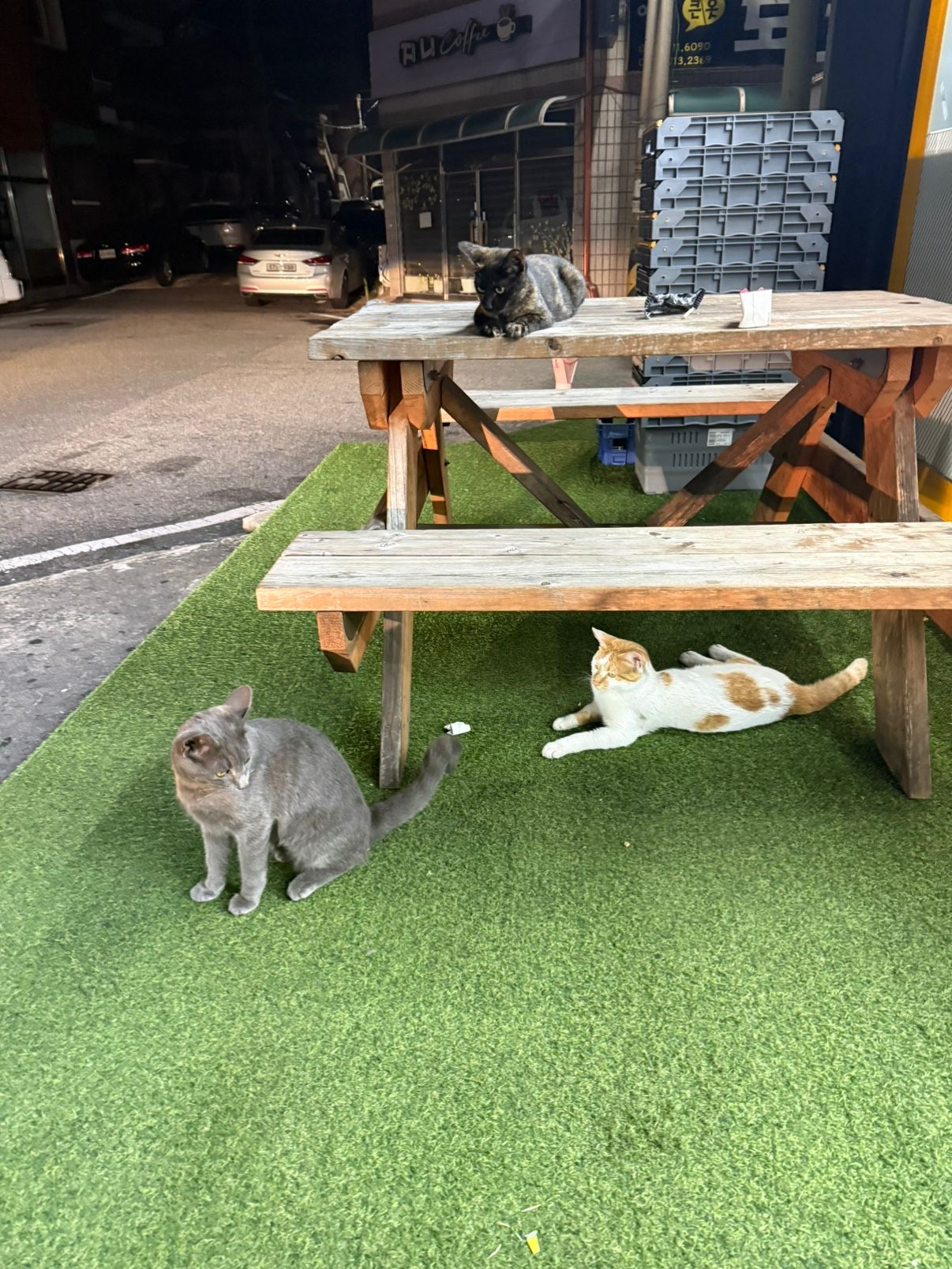냥집사들😻 앨범 사진