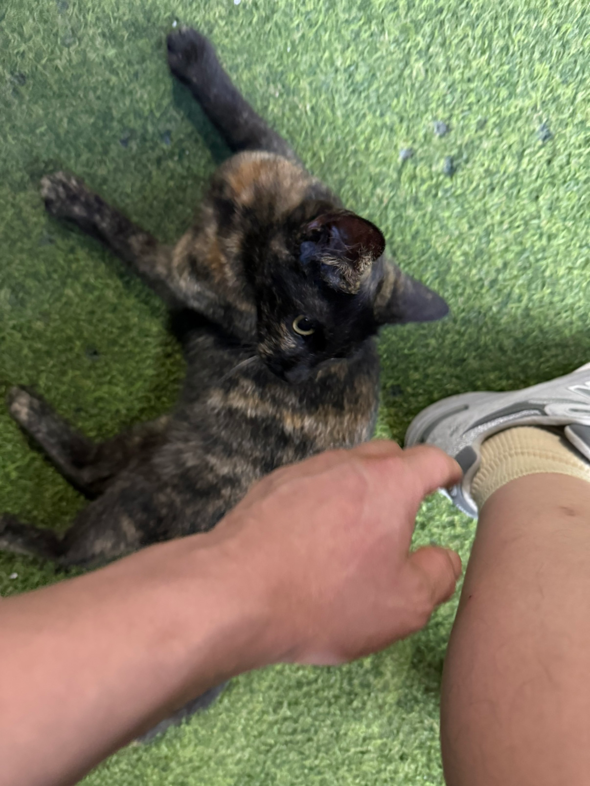 우리집앞 냥냥이 패밀리들
길냥이인데 우리집애보다 애교가 더많아요.. 좋으면서 짠한느낌 부디 오래오래 살아야할텐데요!