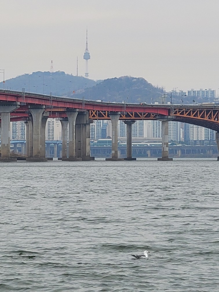 갈매기친구