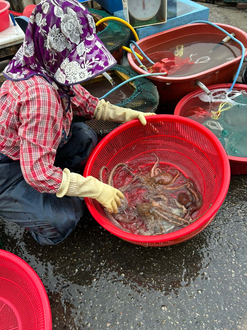 미포항에 문어 사러 왔다가 
아직 배가 도착 안했다고 산책하고 오라고 해서
동백섬까지 한바퀴 돌았습니다.
비가 내리더니
해가 고개를 내밀고 방긋 하네요.
좀 선선해 지네요.
비가 오는데
달리는 사람
우산쓰고 걷는 사람
동호회 인가 바닷속 튜브하고 오리발하고
파도를 타는 여인네도 보입니다
삶은 다양한 색을 머금고 여러 갈래로 향하고 있네요.
그 어느 싯점에 만난 인연…
우리 다시 어싱 시작해 봐요.
그립네요…