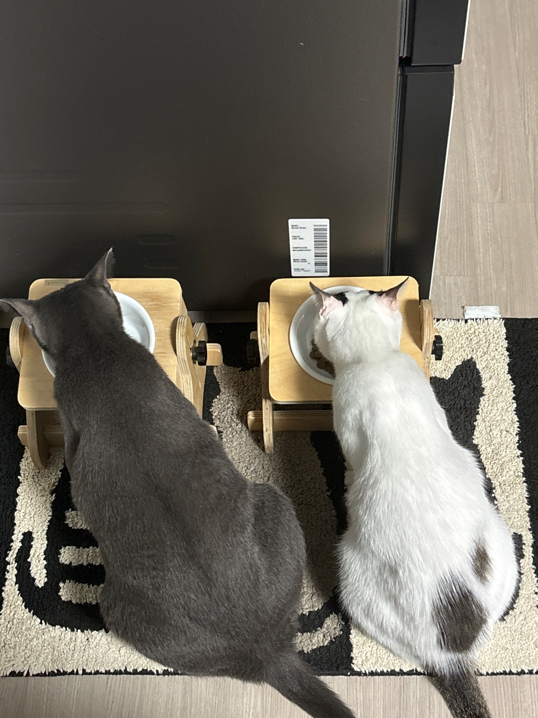 늘 함께 있는 껌딱지 후추와 가루 입니다~^^