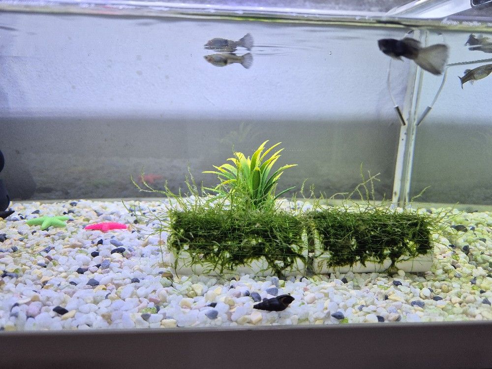 구피 친구들🐠 앨범 사진
