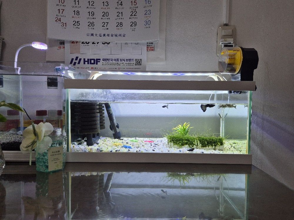 구피 친구들🐠 앨범 사진