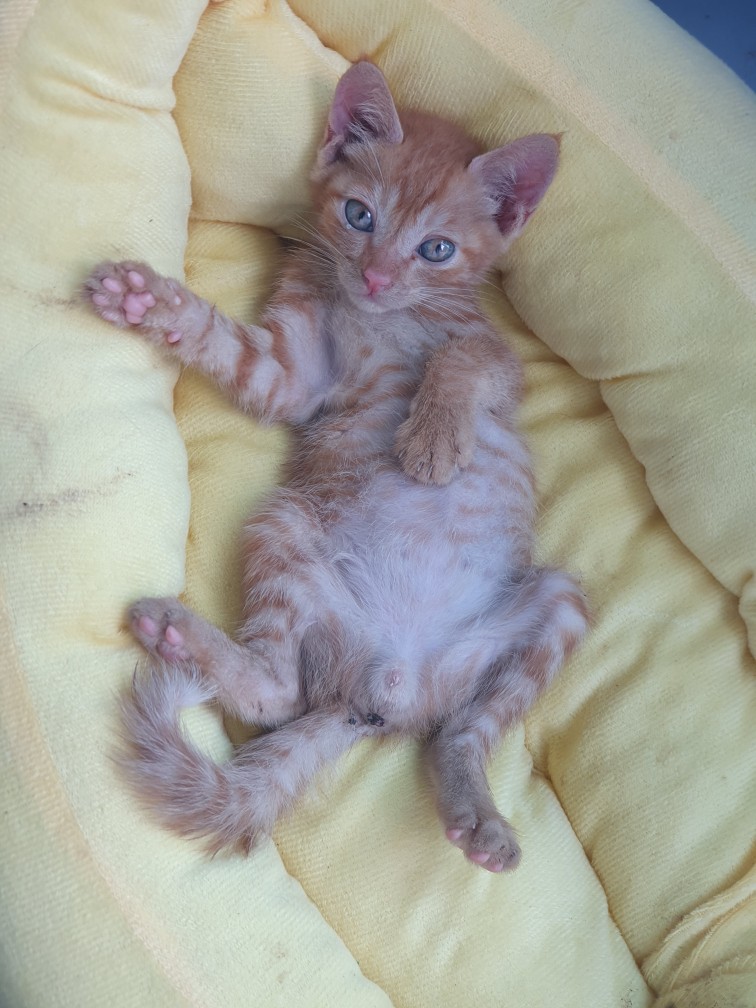 고양이 입양하실분 계실까요
남아이고 어직 어려서 지금 데려가시면 딱 좋습니다. 밥잘먹고 활달합니다.
영동입니다.