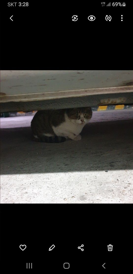 냥집사모임🐈🐈‍⬛ 앨범 사진