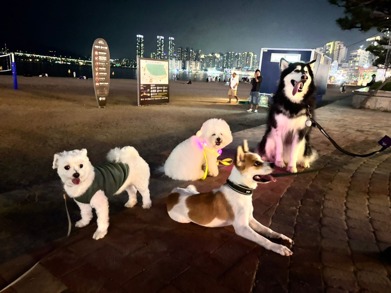 🐶 광안리 강아지 산책 모임 🐶