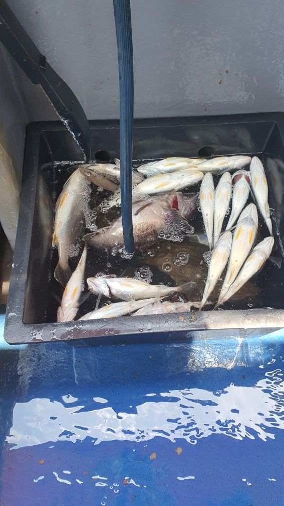 오산 선상낚시 동출 앨범 사진